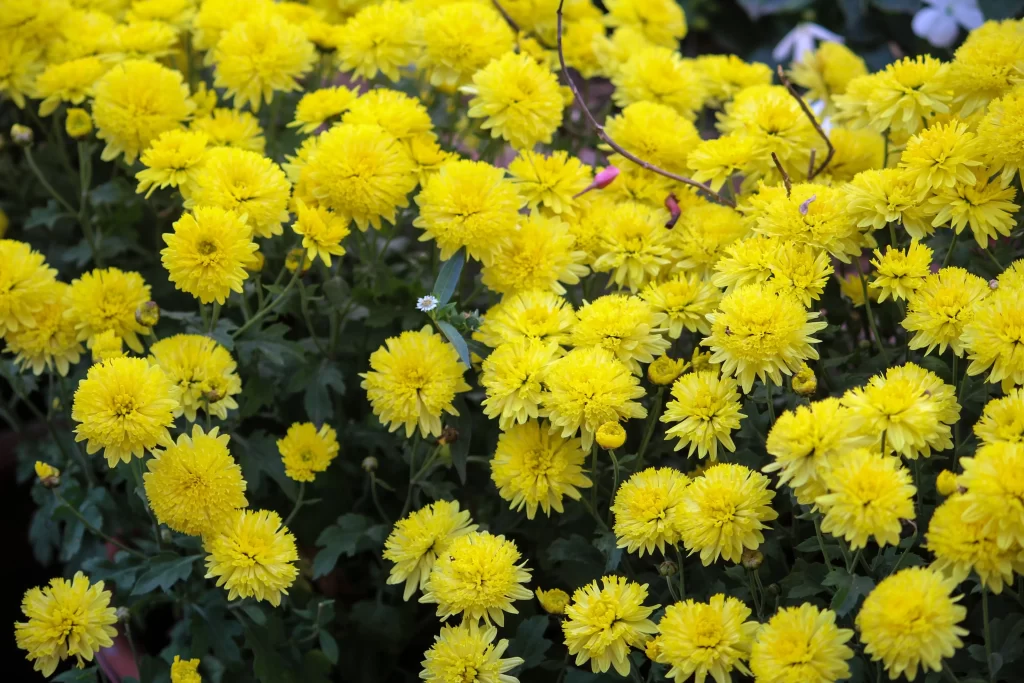 Yellow Chrysanthemum Dense Blooms Petals Green warm Leaves