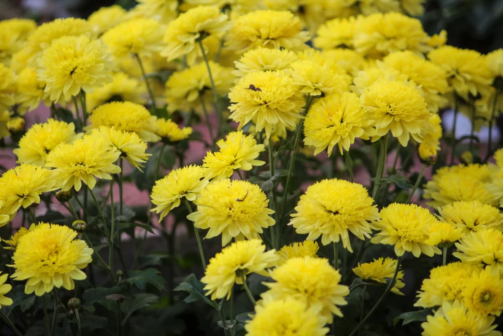 Yellow Chrysanthemum Dense Petals Bright Green
