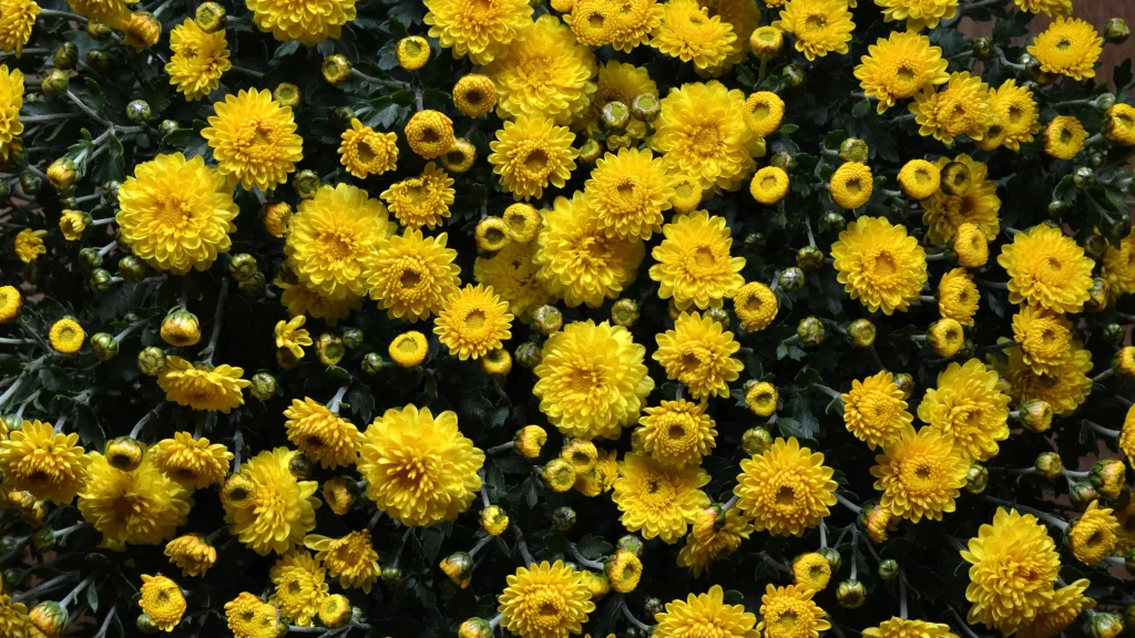 Yellow Chrysanthemum Dense Blooms Petals Green warm Leaves