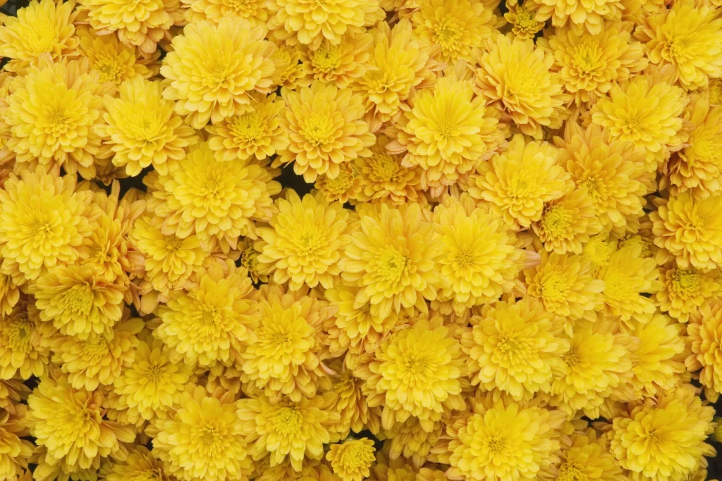 Yellow Chrysanthemum Dense Petals Bright