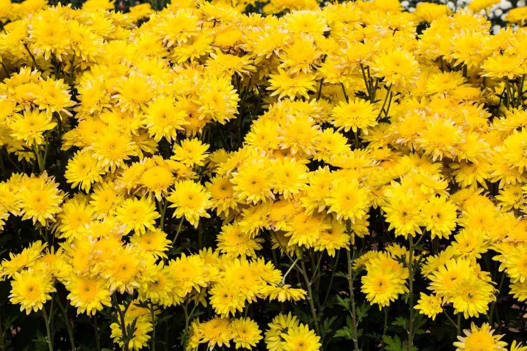 Yellow Chrysanthemum Dense Petals warm Bright