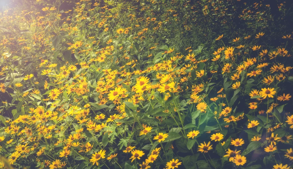 Yellow Chrysanthemum Dense Blooms Sunlight Greenery