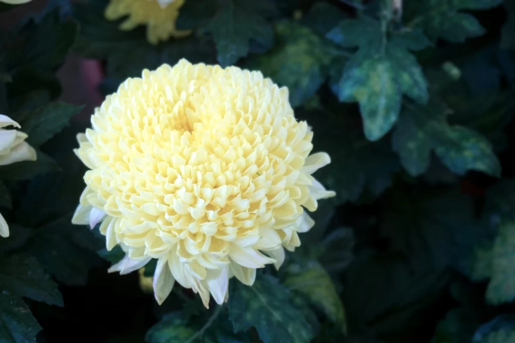 Yellow Chrysanthemum Dense Petals Rounded Shape Green Leaves
