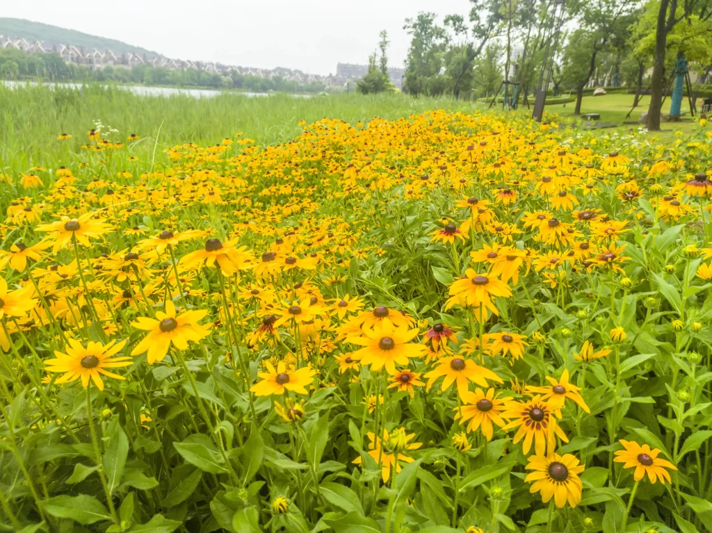 Yellow Chrysanthemum Dense Blooms Green warm Leaves