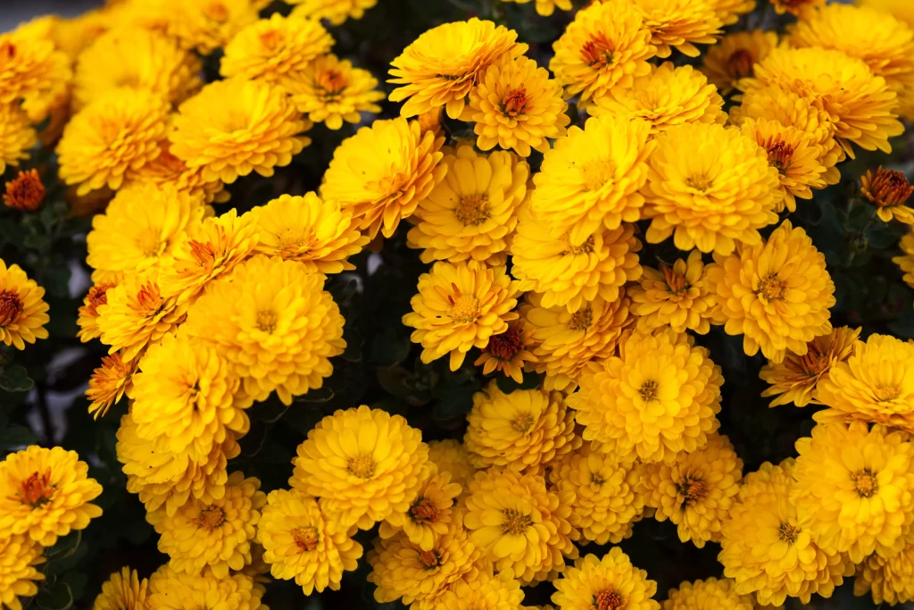 Yellow Chrysanthemum Dense Petals warm Bright