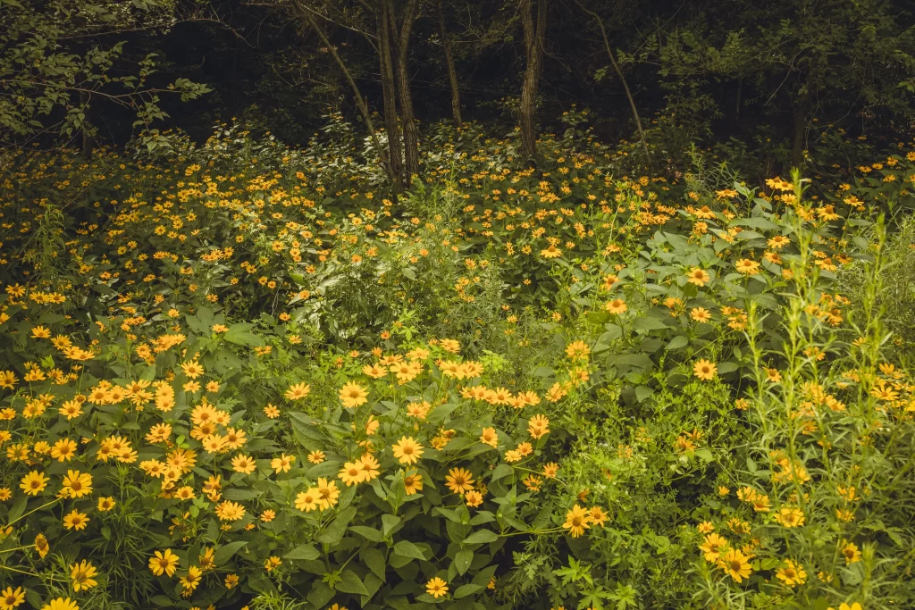 Yellow Chrysanthemum Dense Blooms Green warm Leaves