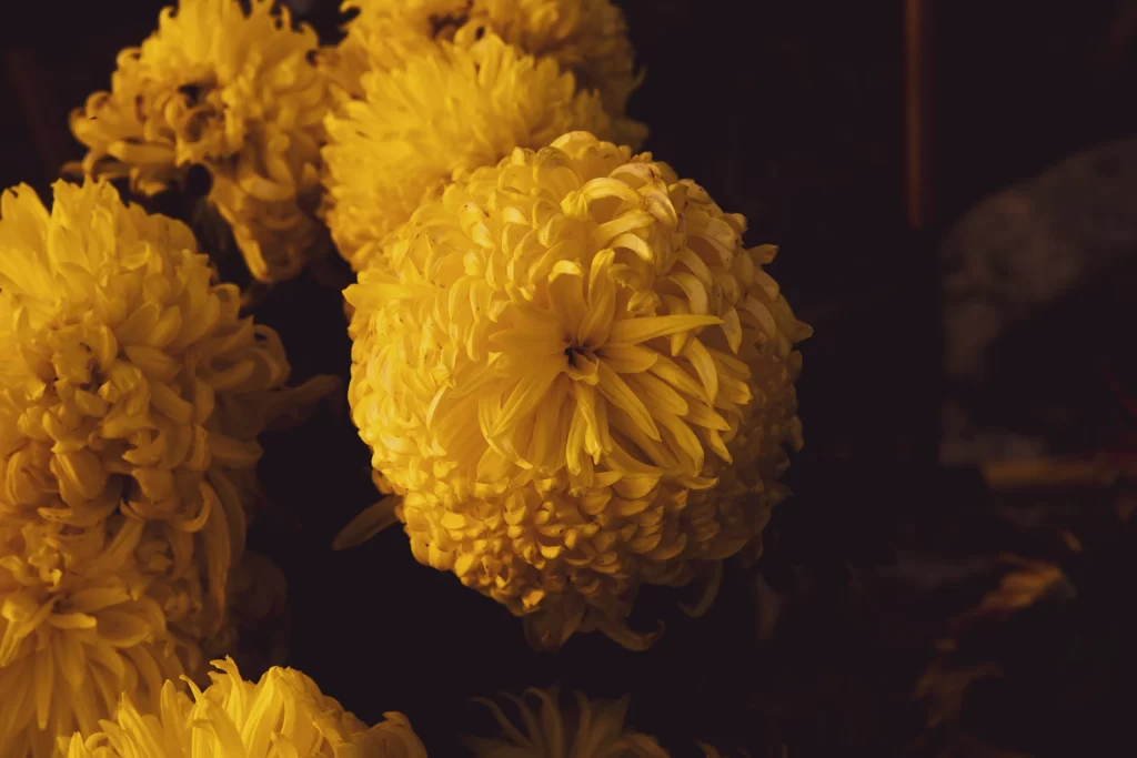 Yellow Chrysanthemum Dense Petals Rounded Shape Dark Background