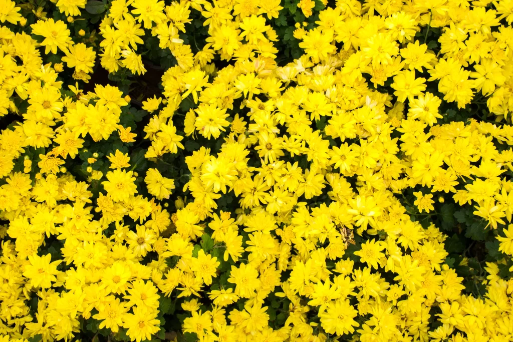 Yellow Chrysanthemum Dense Petals Bright