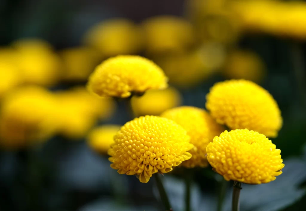 Yellow Chrysanthemum Dense Petals Round Shape Dark Background
