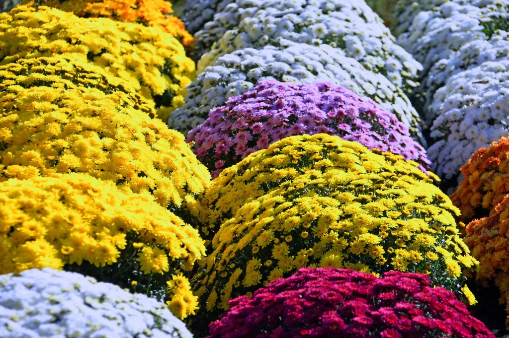 Yellow Chrysanthemum Dense Blooms White Purple Orange Red