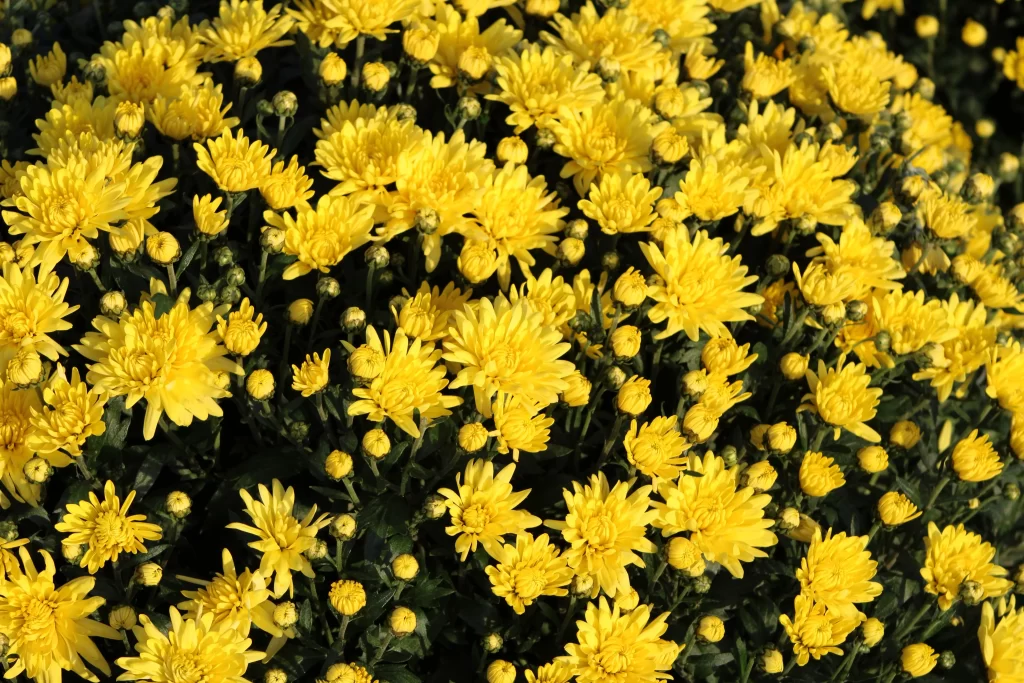 Yellow Chrysanthemum Dense Blooms Petals Green warm Leaves