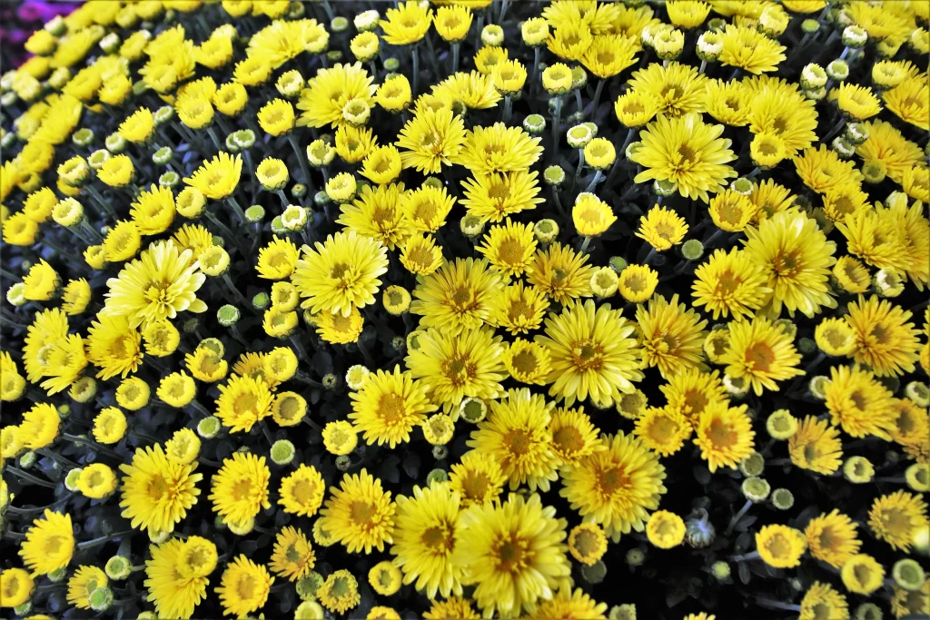 Yellow Chrysanthemum Dense Blooms Petals Dark Background
