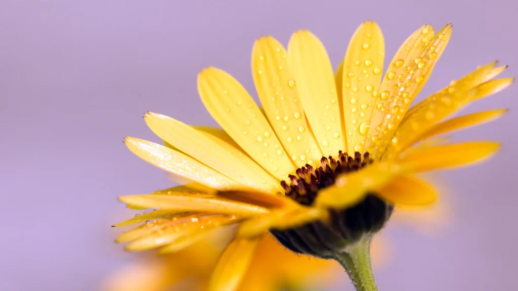 Yellow Chrysanthemum Dewdrops Petals Vibrant Center