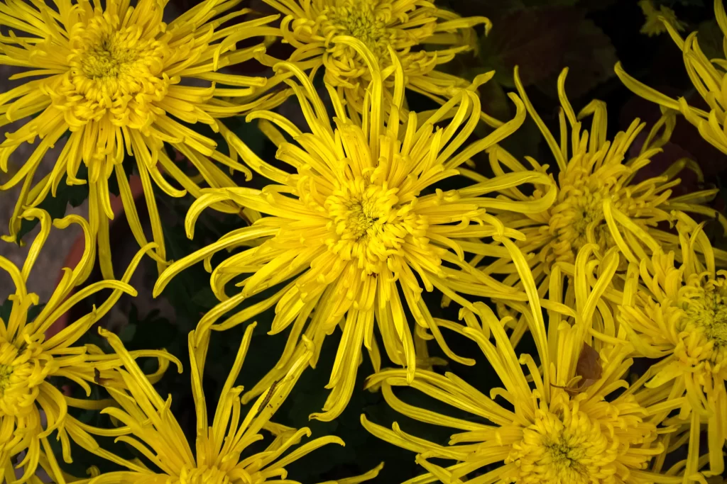 Yellow Chrysanthemum Petals Dense Blooms