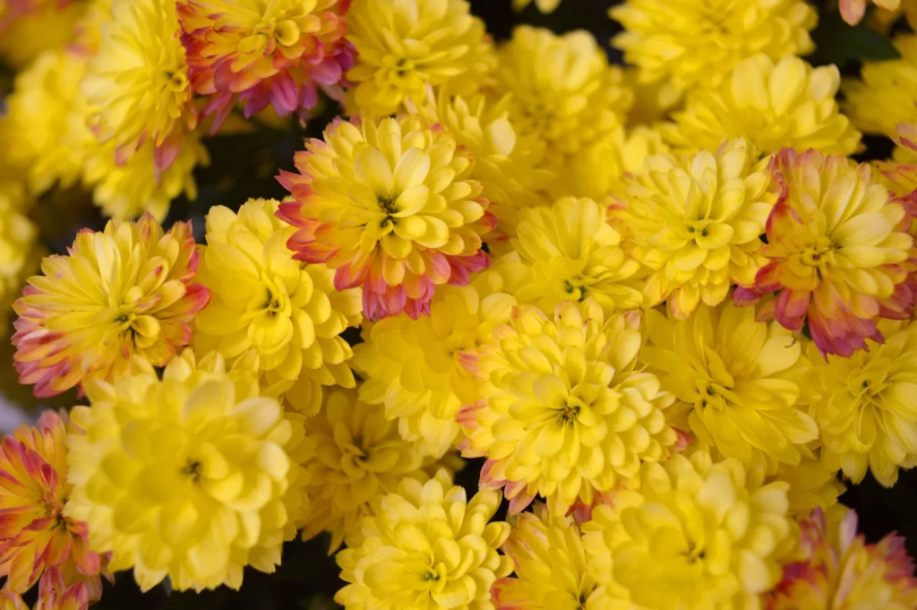 Yellow Chrysanthemum Petals Dense warm Blooms
