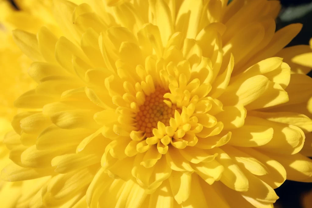 Yellow Chrysanthemum Petals Dense Center