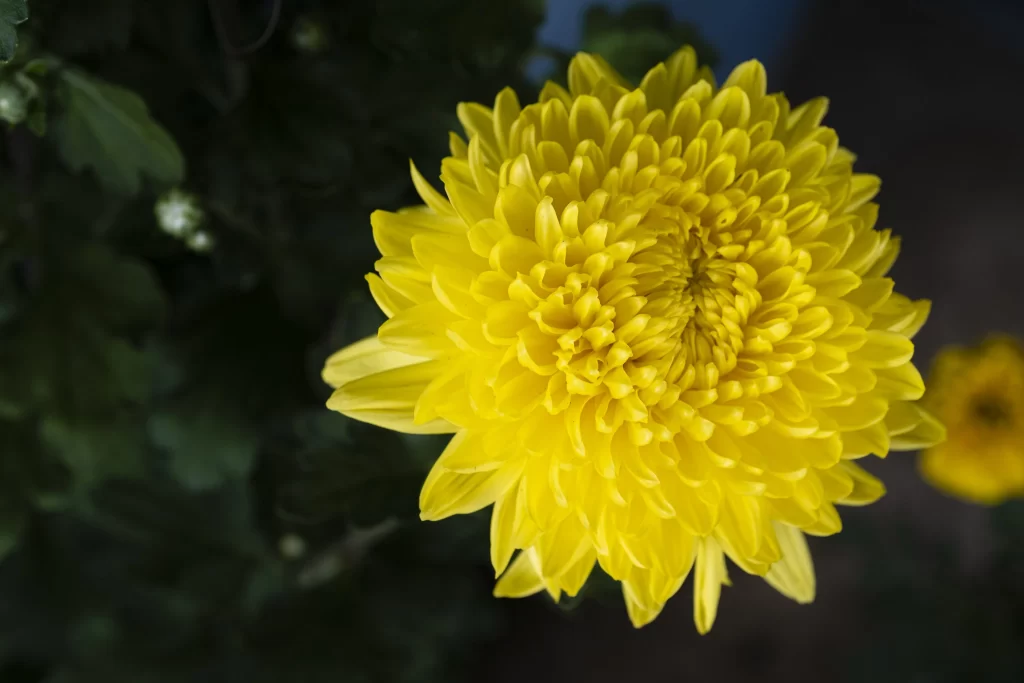 Yellow Chrysanthemum Petals Dense warm Rounded