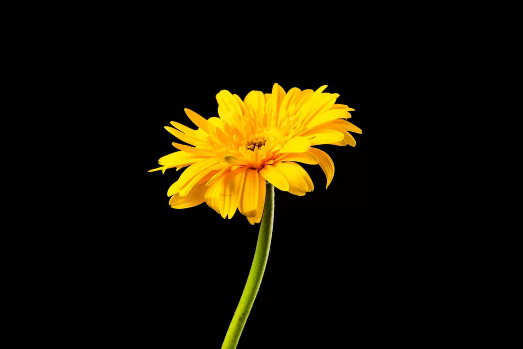 Yellow Chrysanthemum Petals Bright Green dark Stem