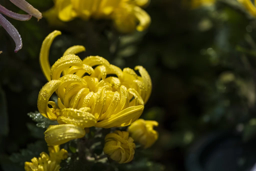 Yellow Chrysanthemum Petals Dewdrops Sunlight