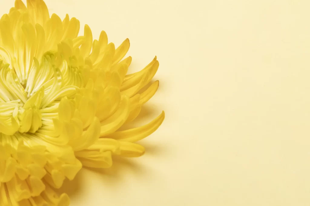 Yellow Chrysanthemum Petals Dense Texture