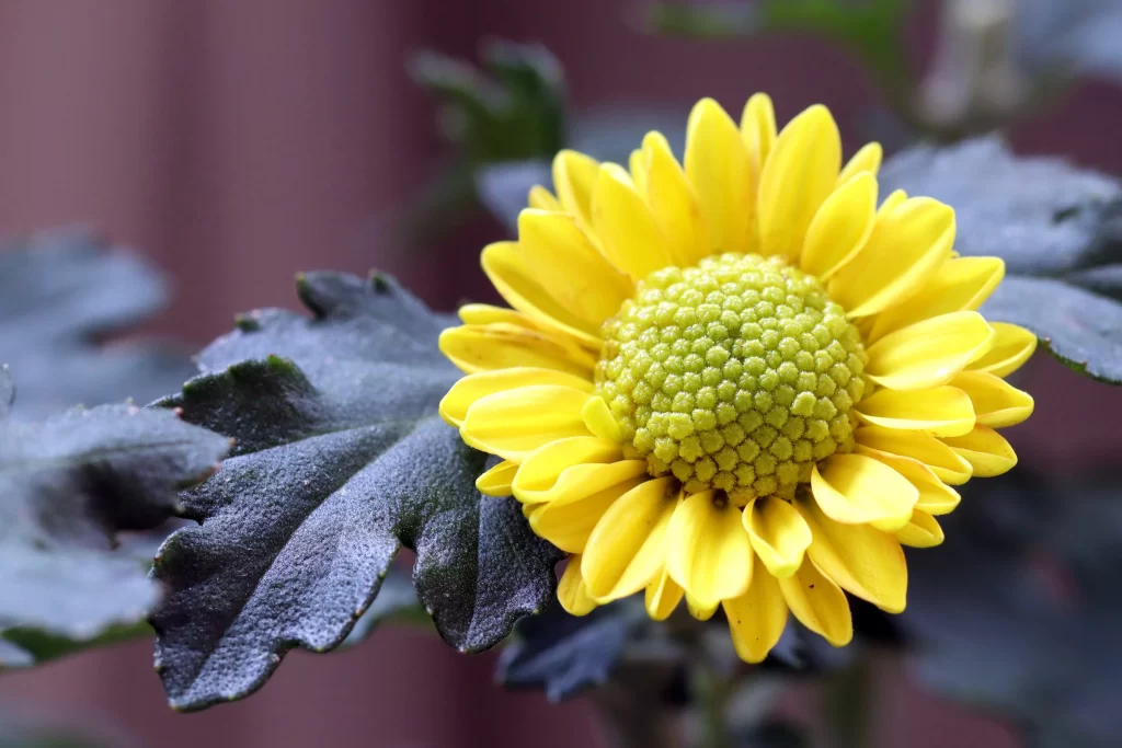 Yellow Chrysanthemum Petals Green Center Dark Leaves
