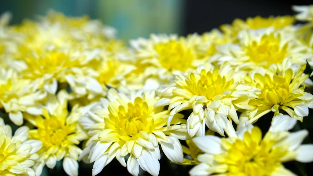 Yellow Chrysanthemum Petals Bright warm Blooms