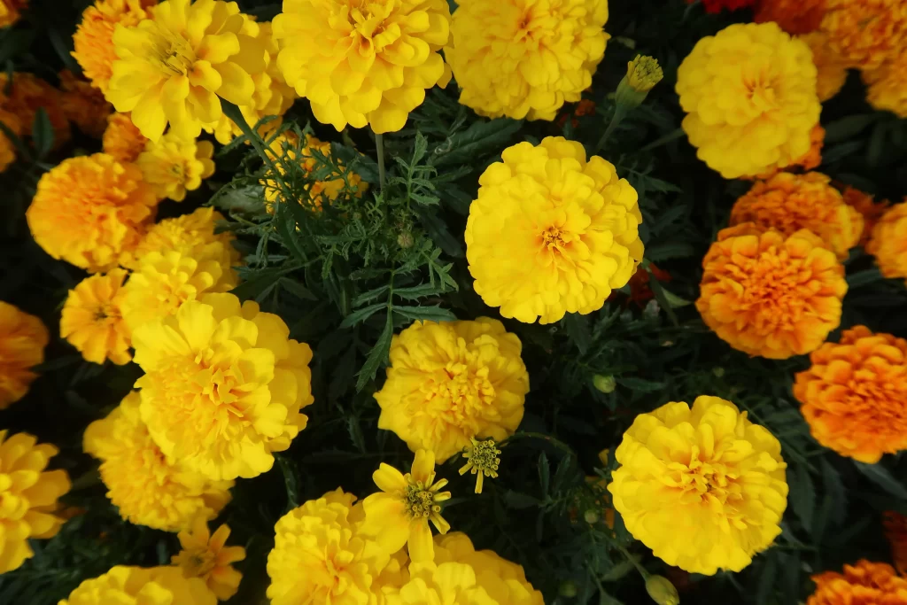 Yellow Chrysanthemum Petals Dense Dark Green Leaves
