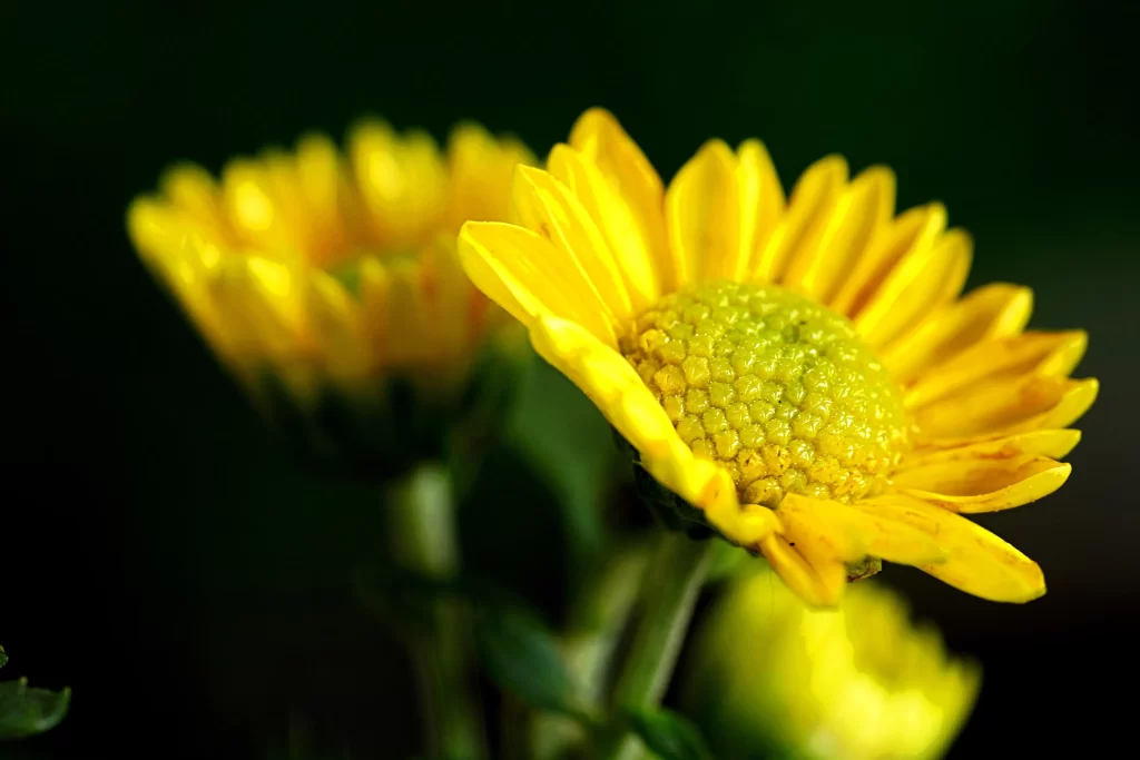 Yellow Chrysanthemum Petals Bright Green warm Center