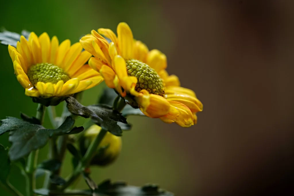 Yellow Chrysanthemum Petals Green Center Dewdrops