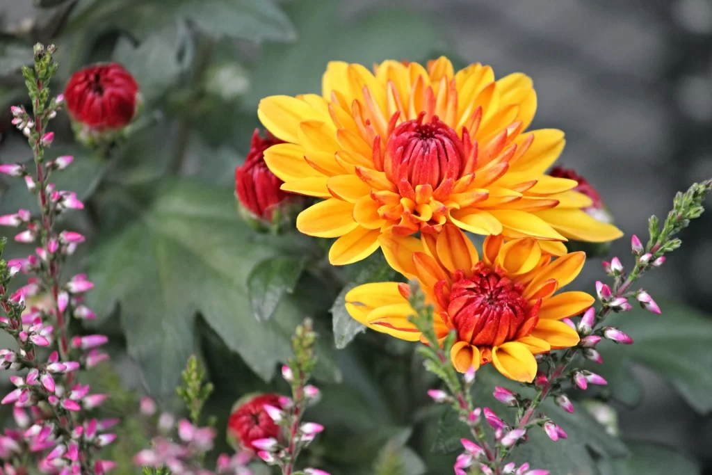 Yellow Chrysanthemum Petals Red Center Blooming