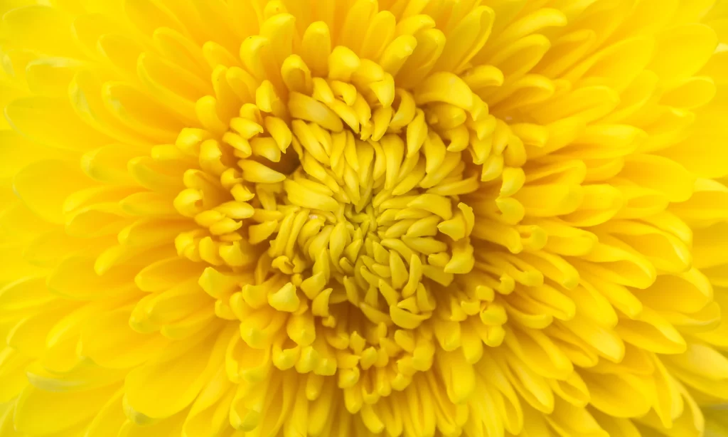 Yellow Chrysanthemum Petals Dense Bright