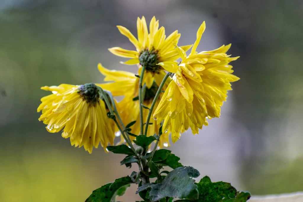 Yellow Chrysanthemum Petals Dewdrops Green Leaves