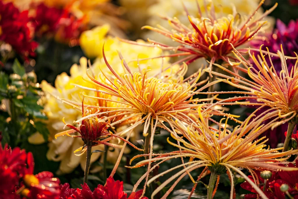 Yellow Chrysanthemum Petals Dewdrops Sunlight Red Purple