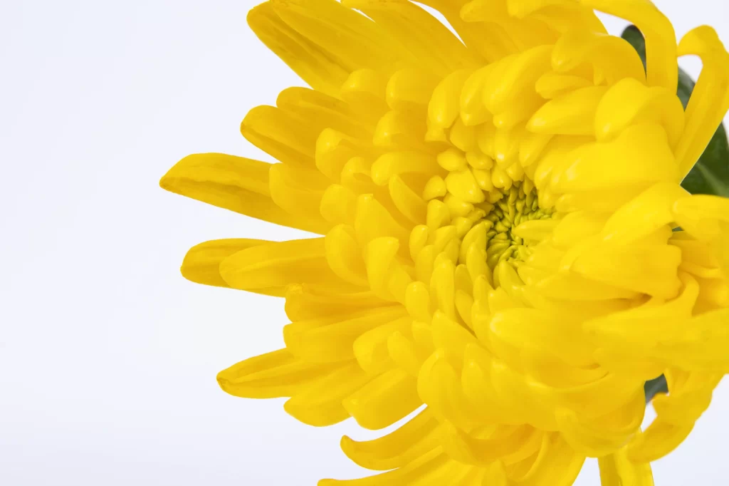 Yellow Chrysanthemum Petals Bright warm Center
