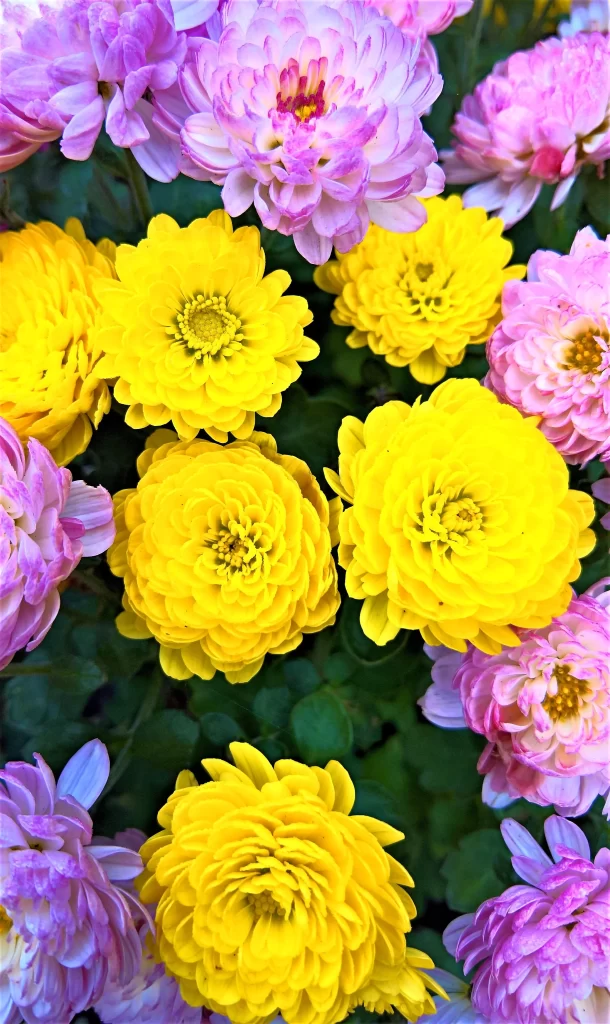 Yellow Chrysanthemum Petals Pink Blooms