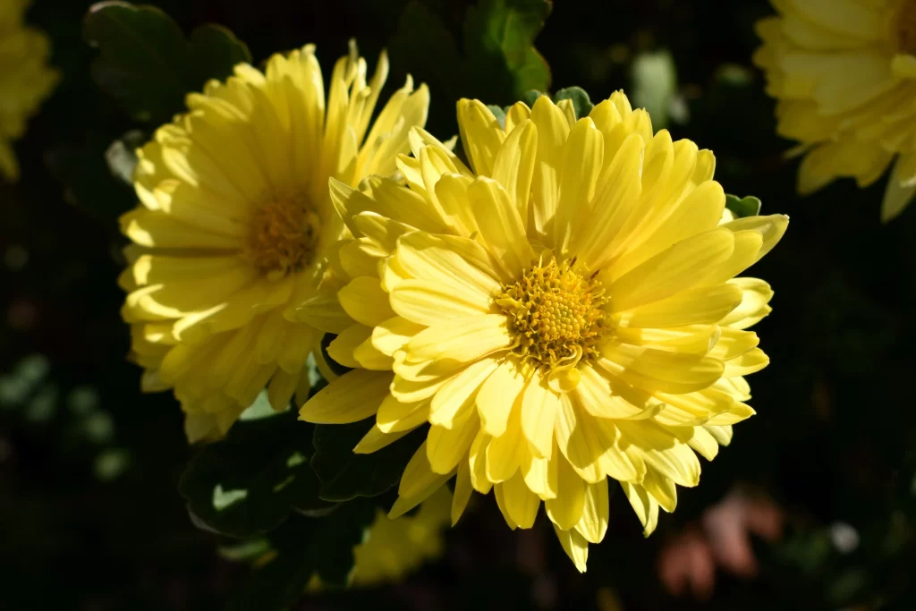 Yellow Chrysanthemum Petals Sunlit Center Dark Background