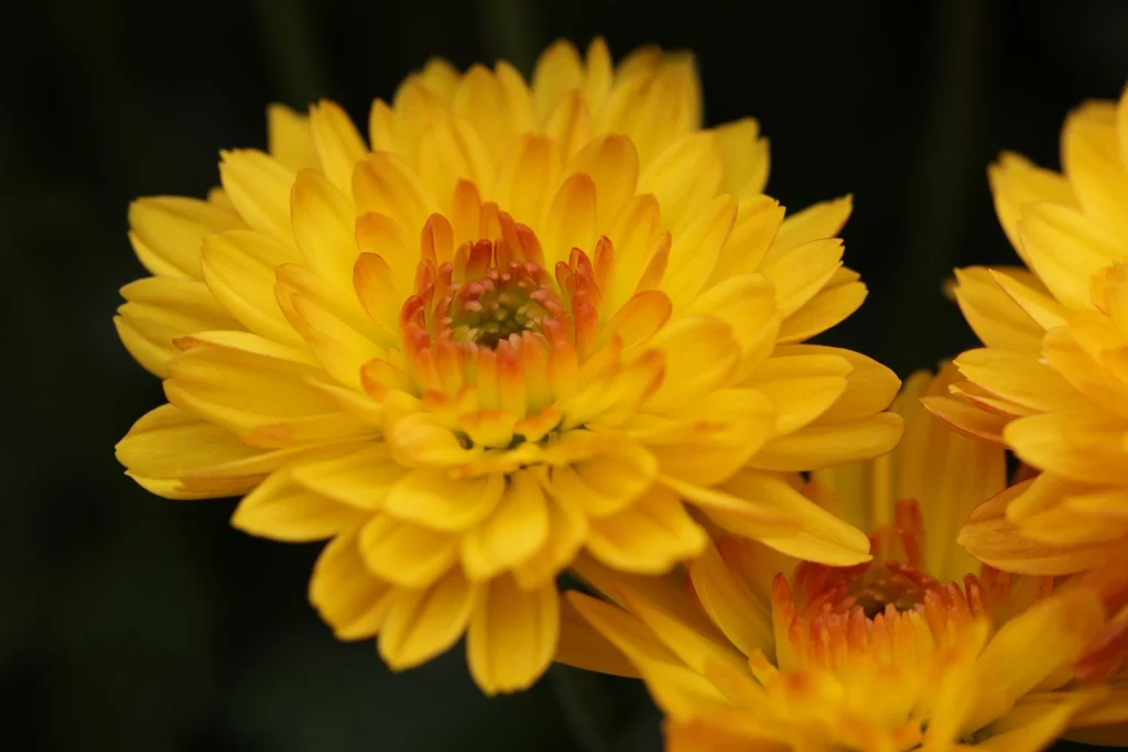 Yellow Chrysanthemum Petals Bright warm Center