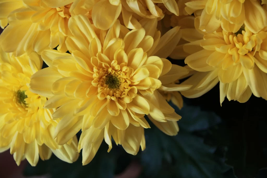 Yellow Chrysanthemum Petals Dense warm Center