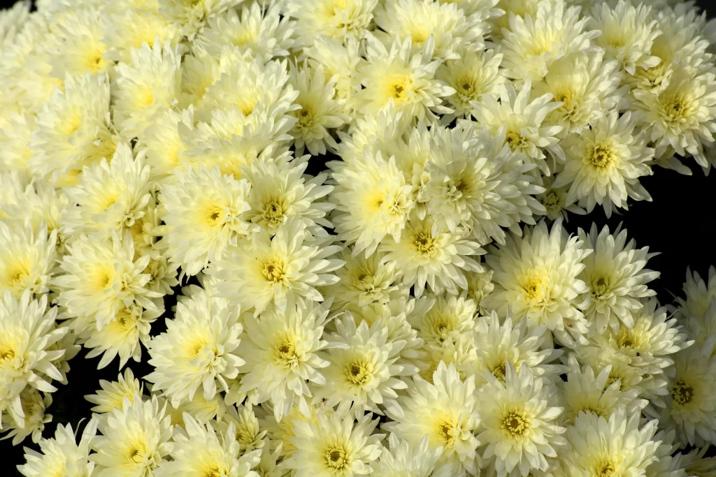 Yellow Chrysanthemum Petals Dense warm Bright