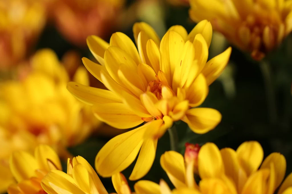 Yellow Chrysanthemum Petals Bright warm Blooms