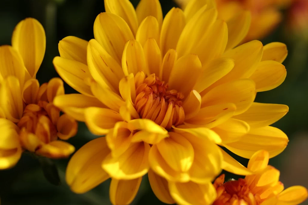 Yellow Chrysanthemum Petals Dense warm Center