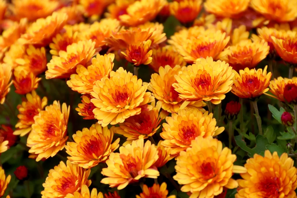 Yellow Chrysanthemum Petals Dense warm Bright