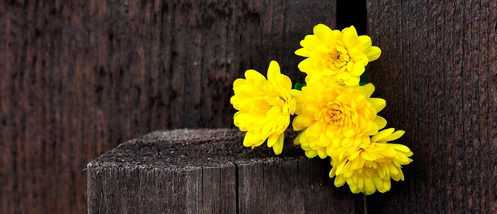 Yellow Chrysanthemum Petals Bright warm Blooms