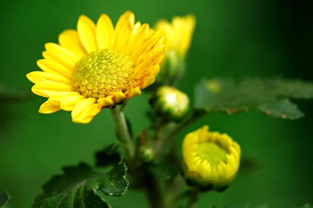 Yellow Chrysanthemum Petals Green warm Leaves