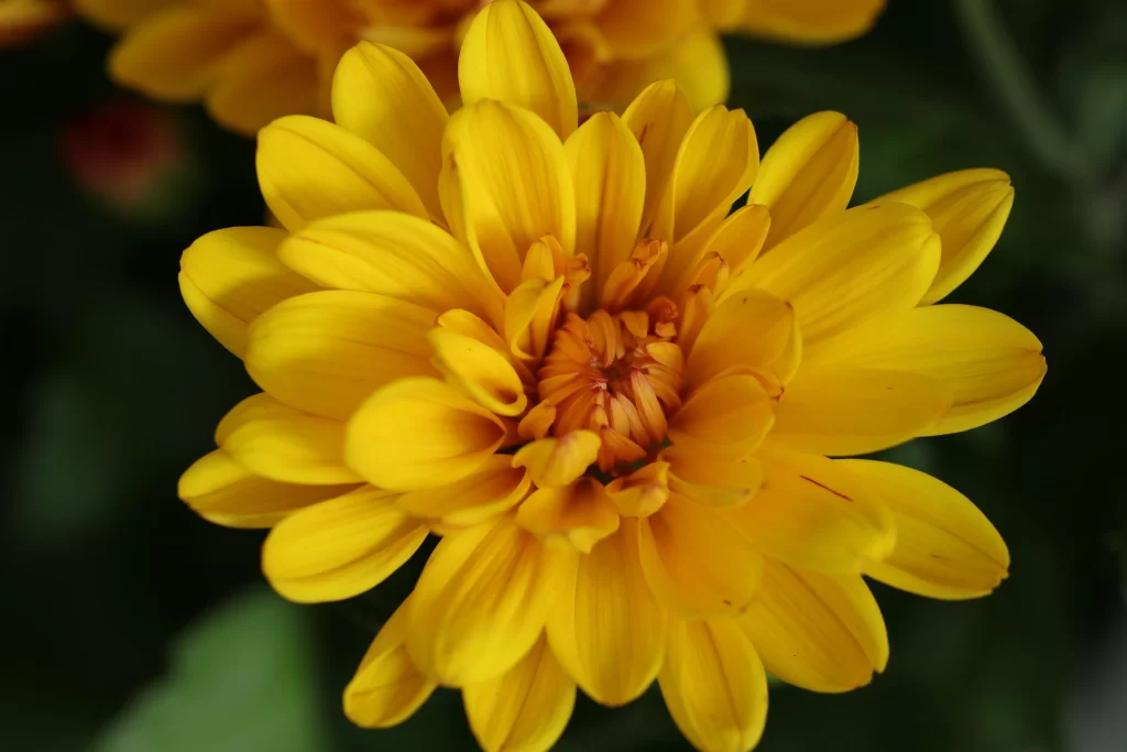 Yellow Chrysanthemum Petals Dense warm Center