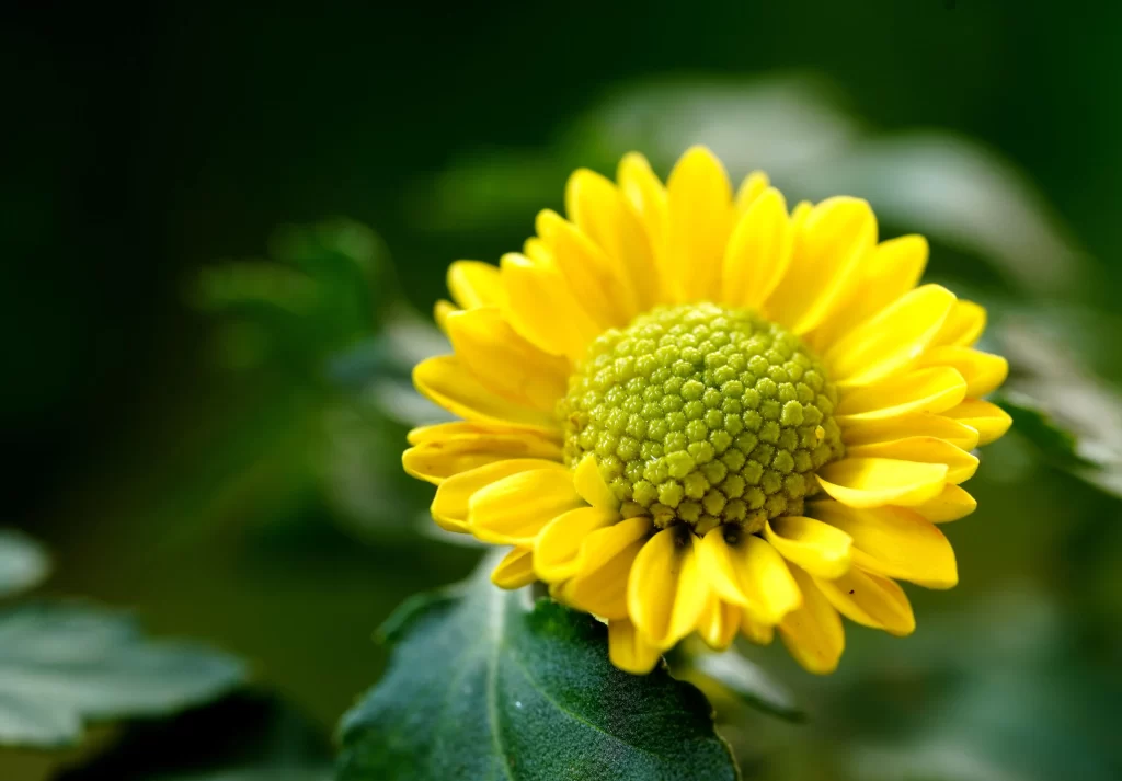 Yellow Chrysanthemum Petals Green warm Center