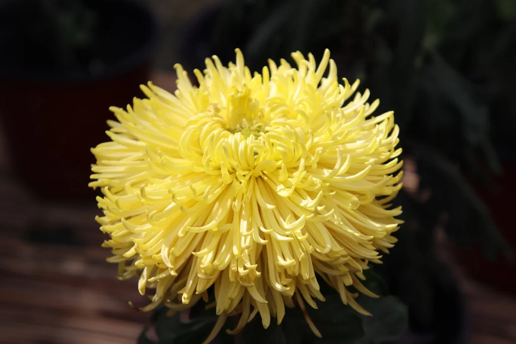 Yellow Chrysanthemum Petals Dense warm Rounded