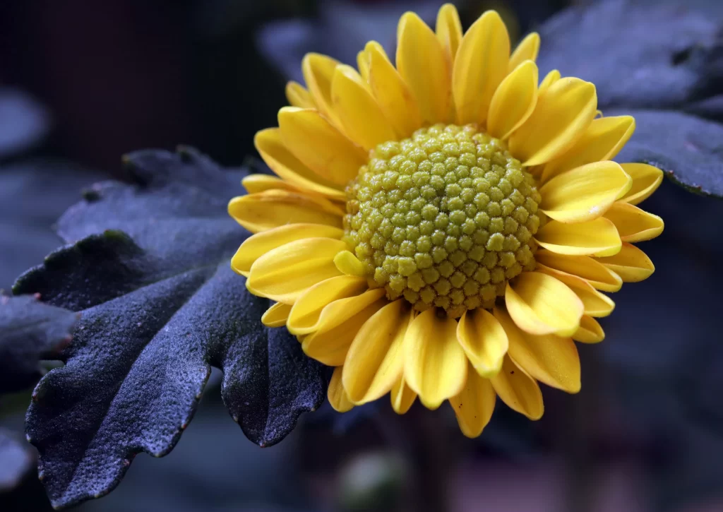 Yellow Chrysanthemum Petals Dark Leaves