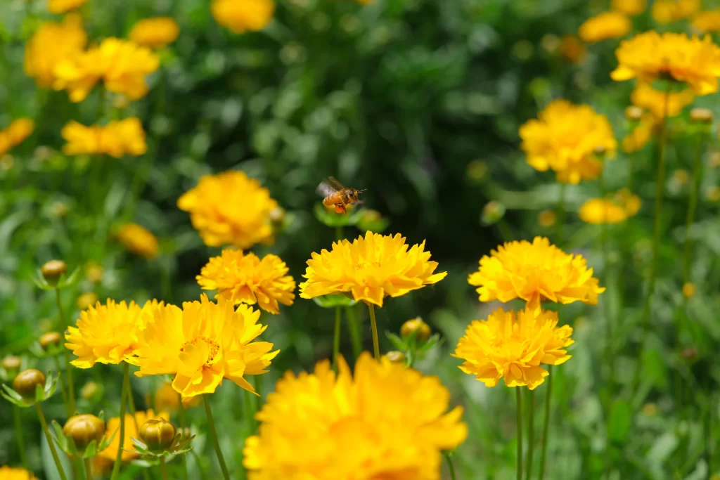 Yellow Chrysanthemum Petals Bee warm Green