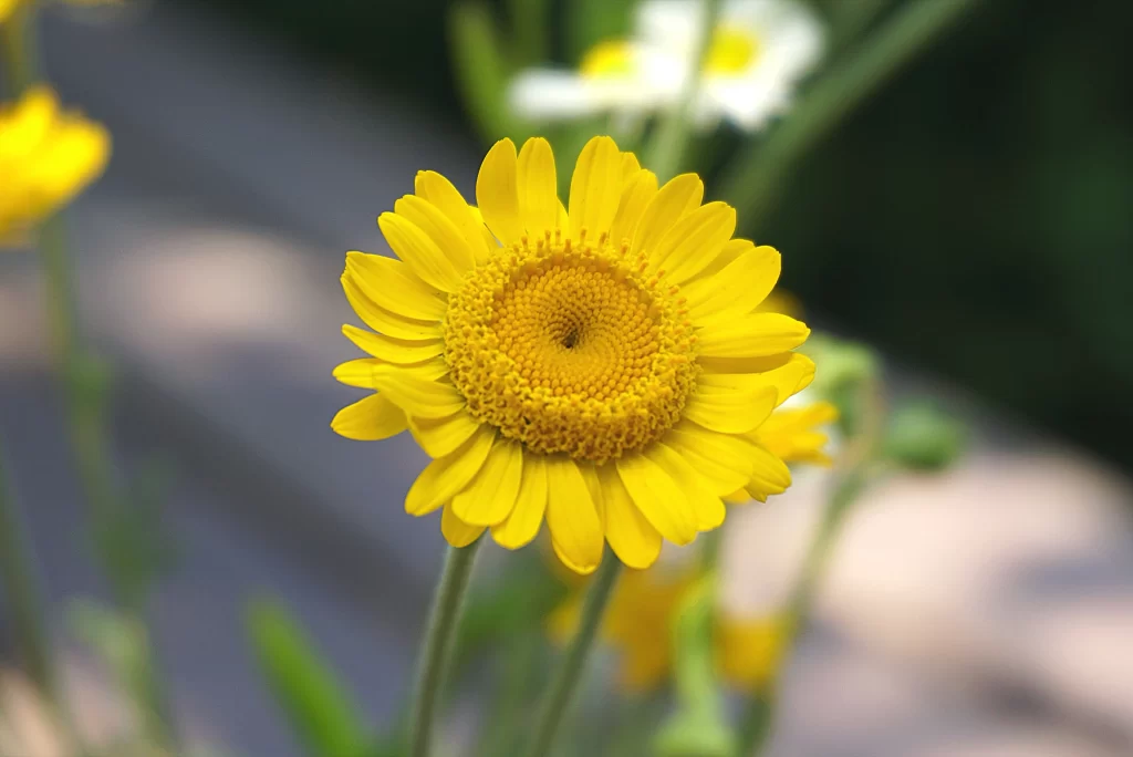 Yellow Chrysanthemum Petals Dense Center warm Bright